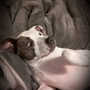 Meet your Posher, Tara